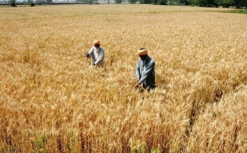 🌾 రబీ పంటలకు MSP పెంపు.. రైతులకు కొత్త మద్దతు ధరలు ఇవే!